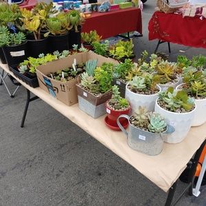 Soaps candles and plantd